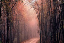 魔力宝贝：那些年我们一起追过的宠物