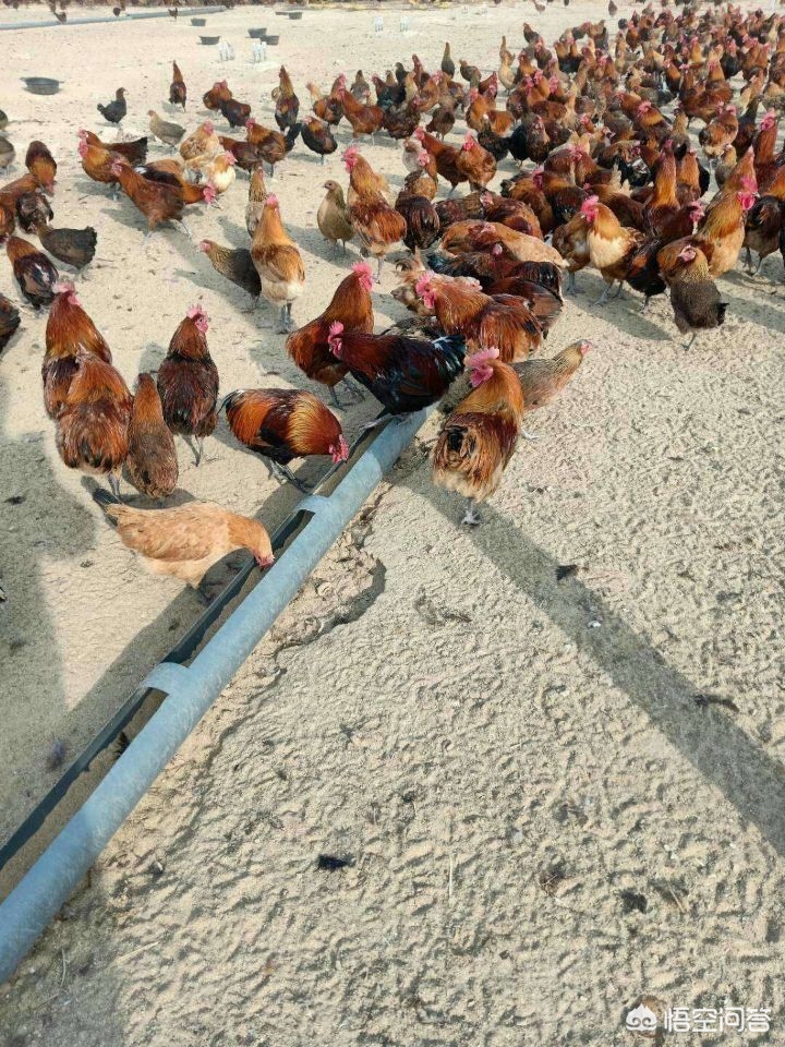 农产品电商网站设计：土味包装 vs 国潮风，哪种更卖货？