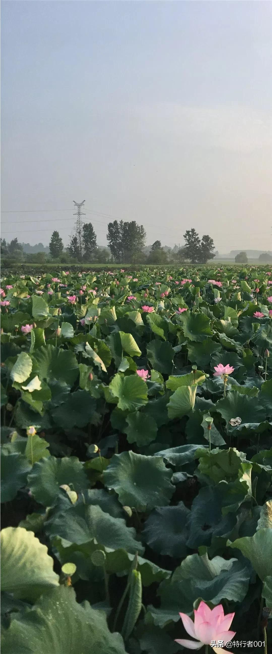 农产品电商网站设计：土味包装 vs 国潮风，哪种更卖货？